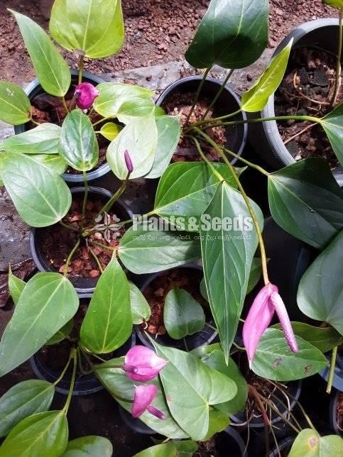 Lady Jane Anthurium