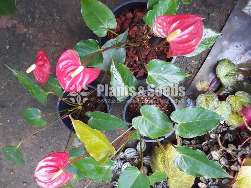 Lady Jane Anthurium