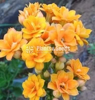 Kalanchoe(Kalanchi)