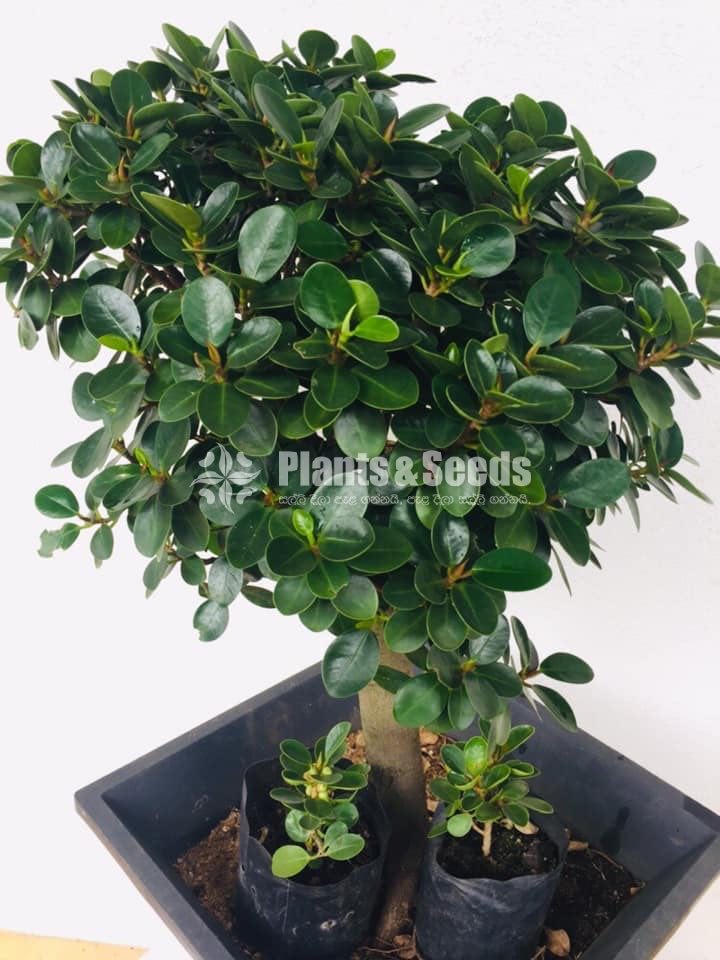 Pethi Boo Bonsai Tree