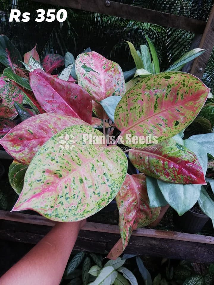 Aglaonema Outdoor Plants