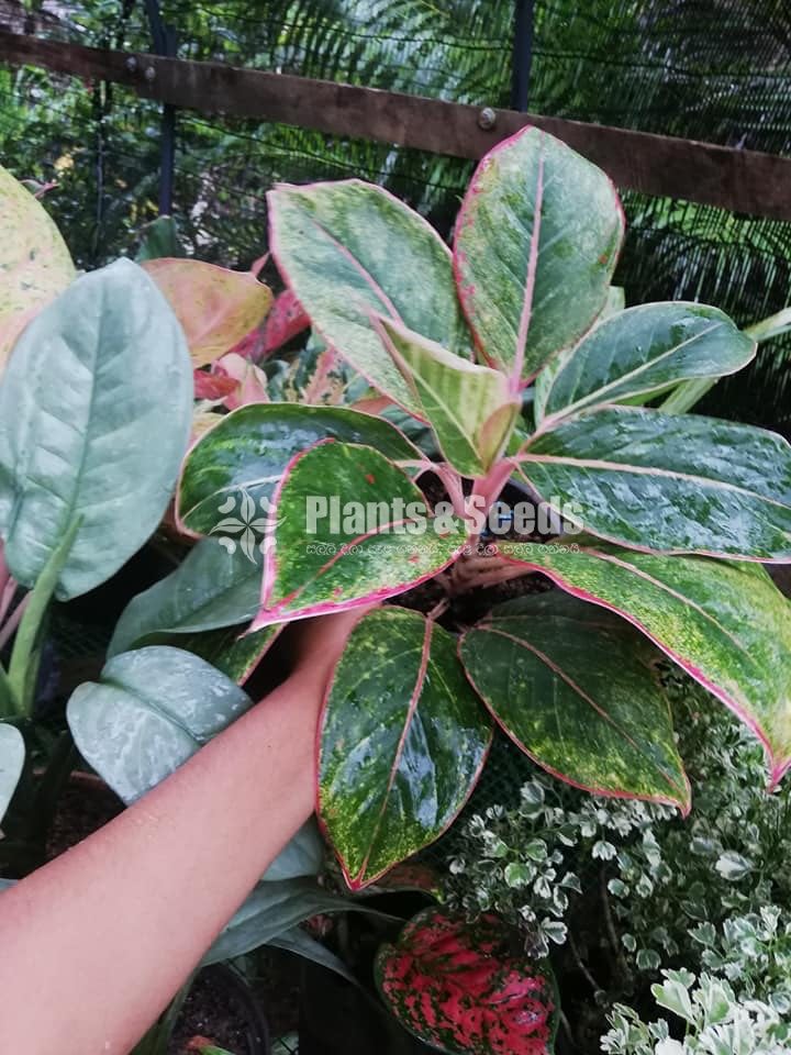 Aglaonema Outdoor Plants