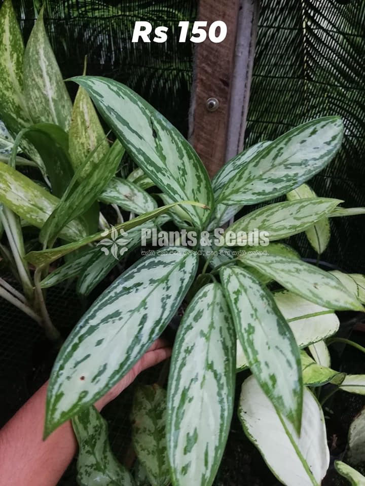 Aglaonema Outdoor Plants