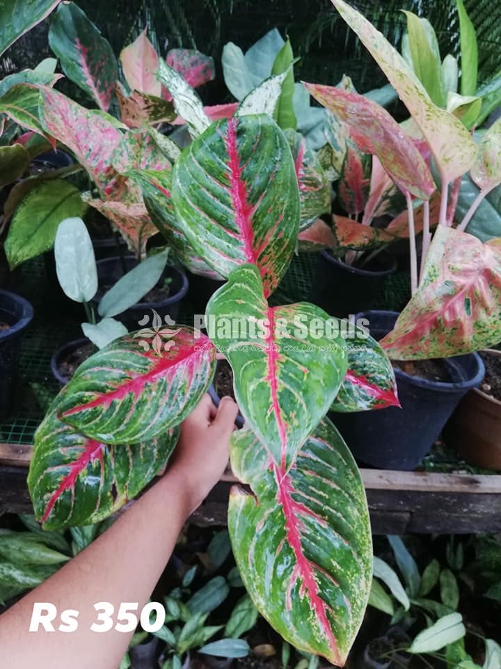 Aglaonema Outdoor Plants