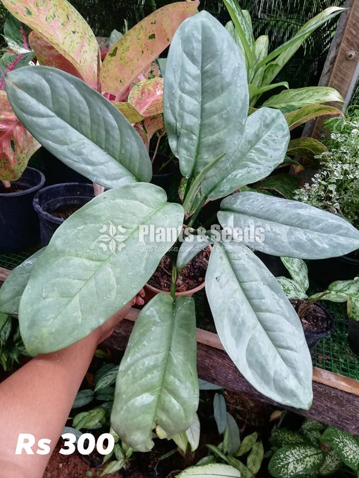 Aglaonema Outdoor Plants