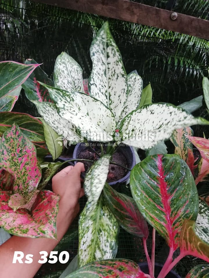 Aglaonema Outdoor Plants