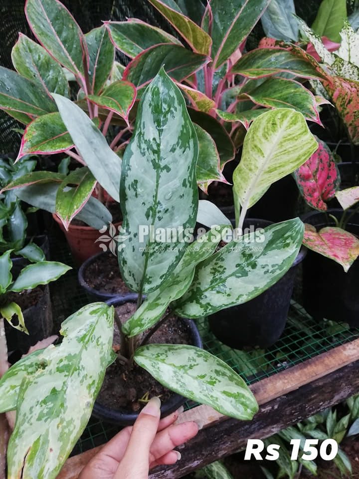 Aglaonema Outdoor Plants