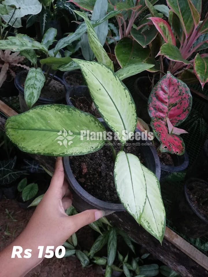 Aglaonema Outdoor Plants