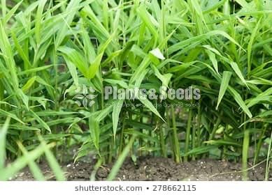 Karapincha and Ginger Plants