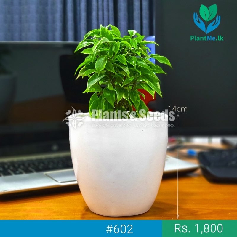 Premium Desk Plant - Kuru Nuga (කුරු නුග)