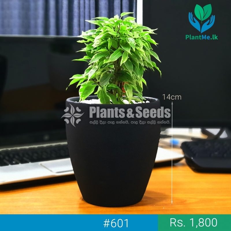 Premium Desk Plant - Kuru Nuga (කුරු නුග)