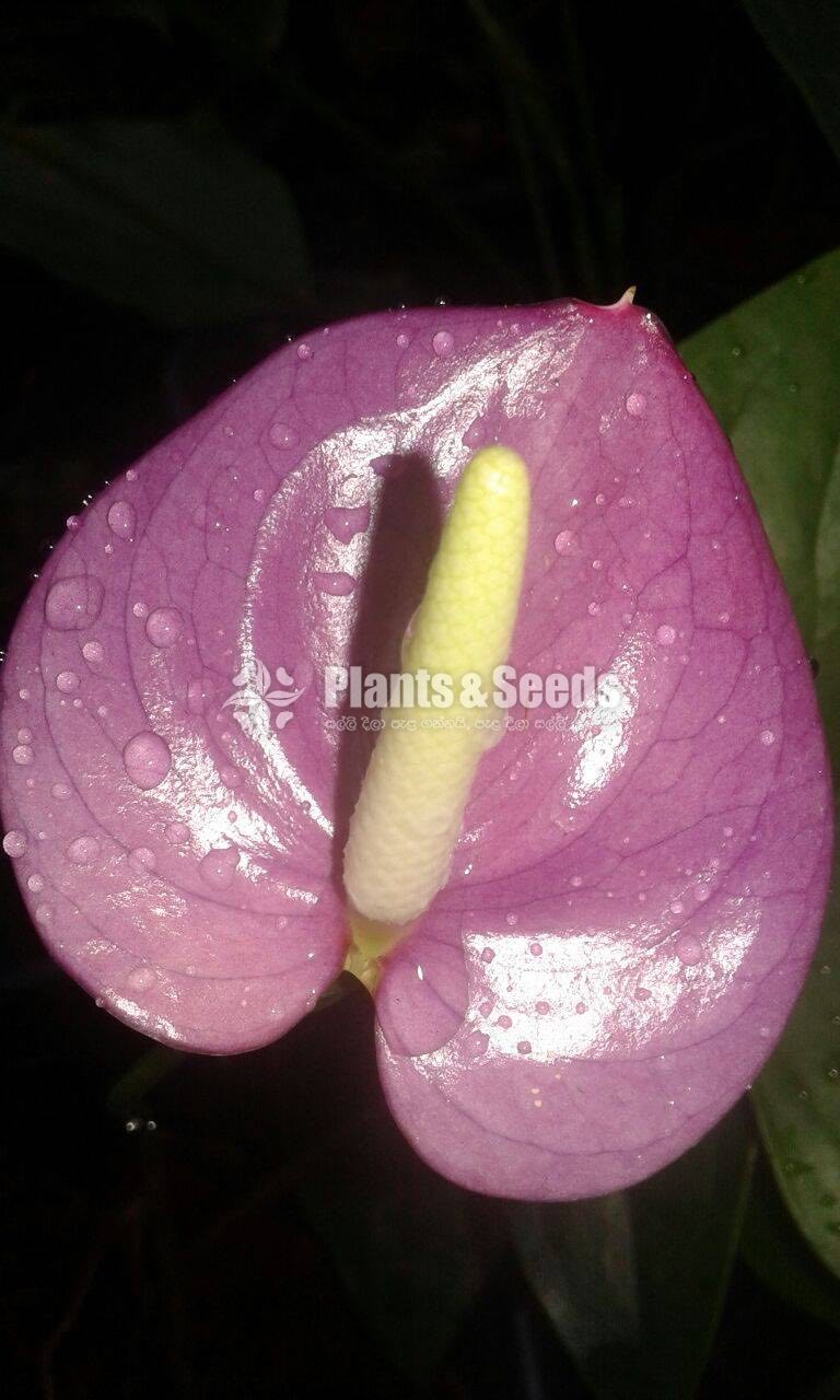 Bankok Anthurium