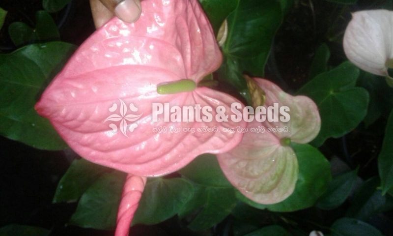 Bankok Anthurium