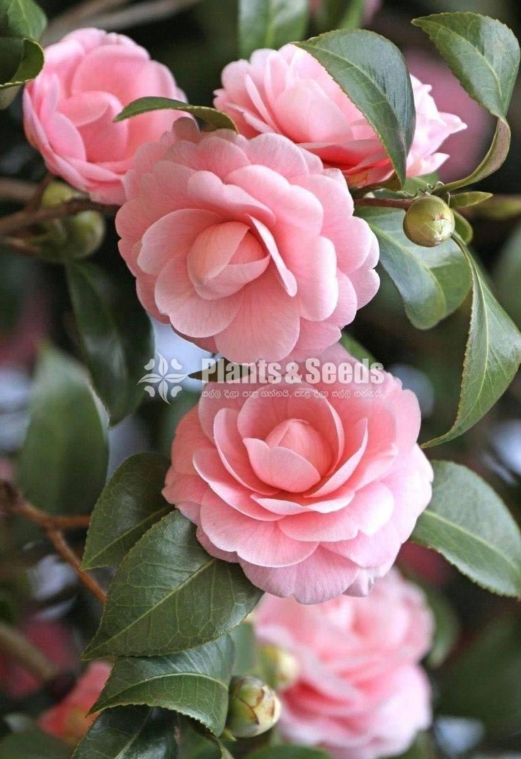 Camellia Flowers(කැමිලියා )