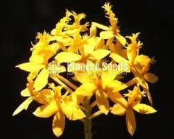 Epidendrum Orchids 