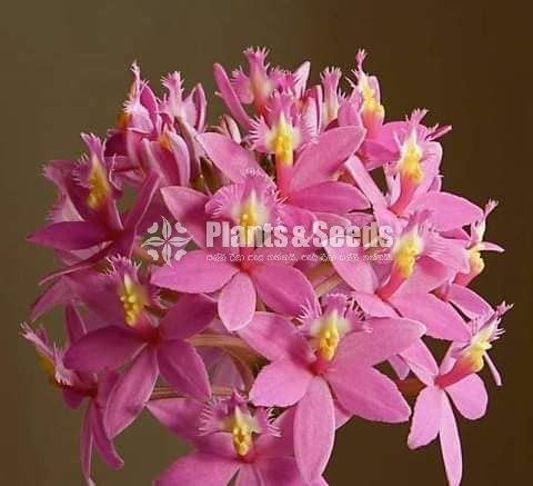 Epidendrum Orchids 