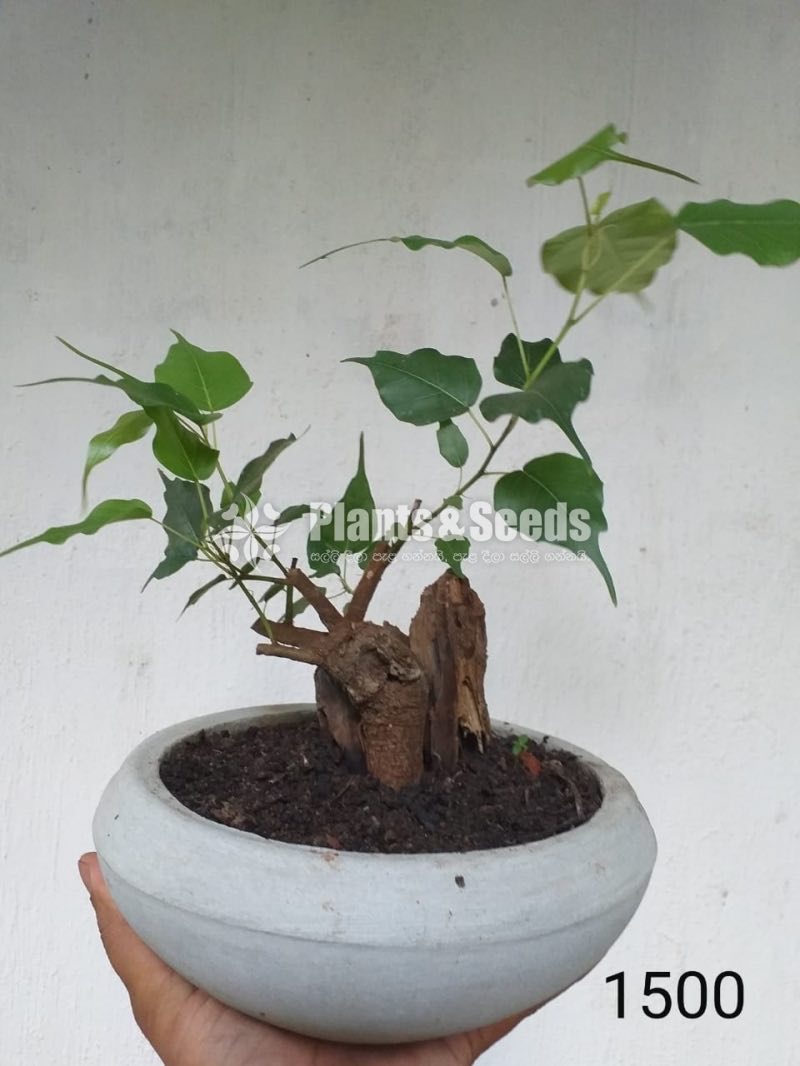 Boo Bonsai Tree