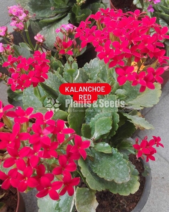 Kalanchoe(Kalanchi)