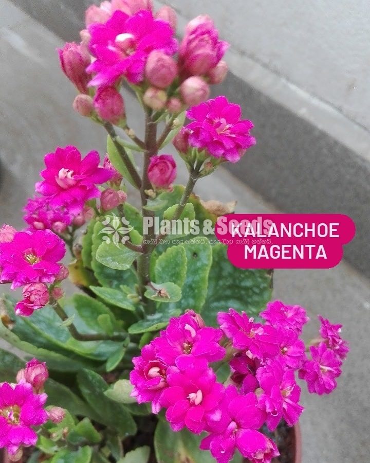 Kalanchoe(Kalanchi)