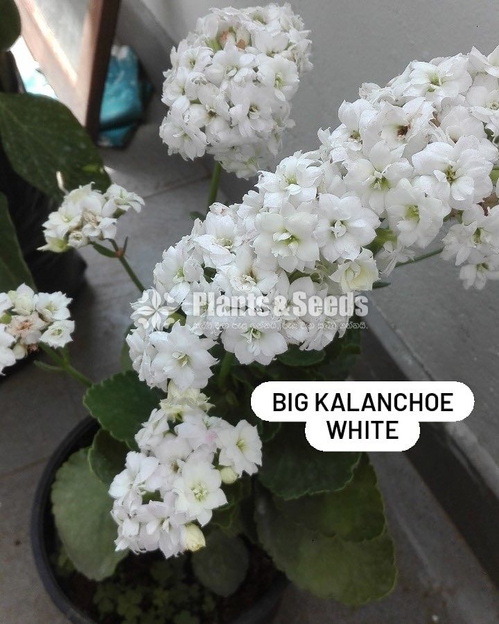 Kalanchoe(Kalanchi)