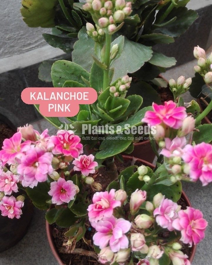 Kalanchoe(Kalanchi)