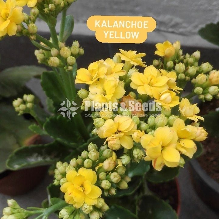 Kalanchoe(Kalanchi)