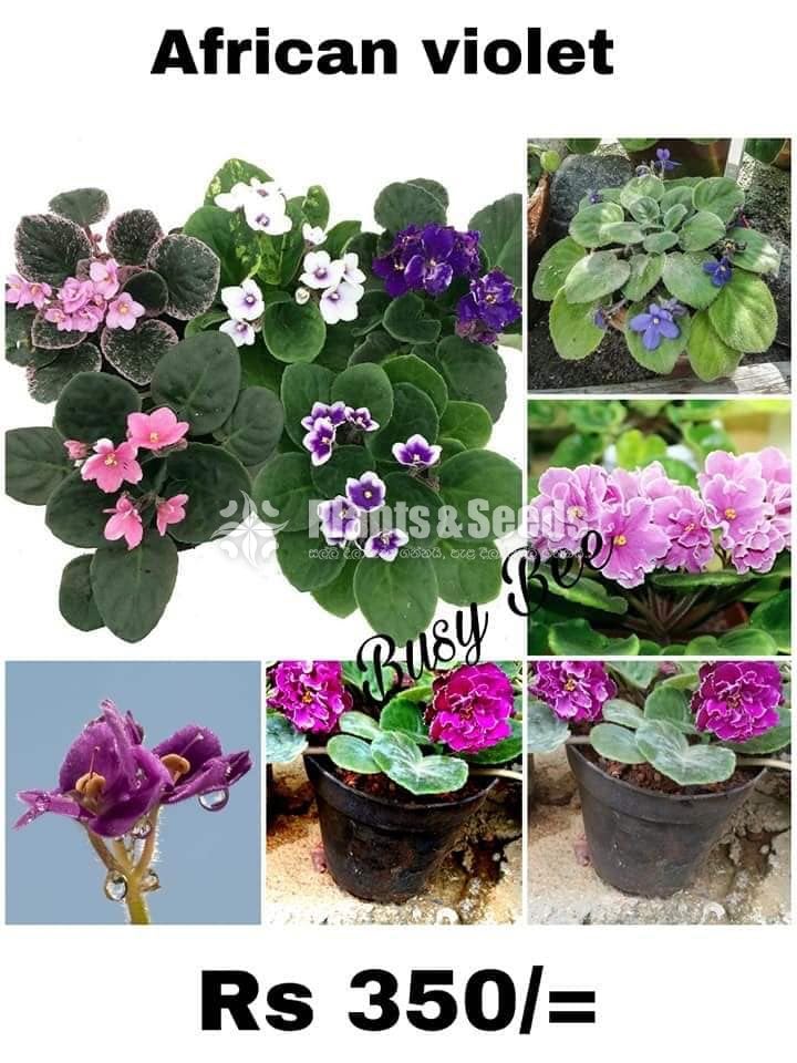 African Violet Begonia