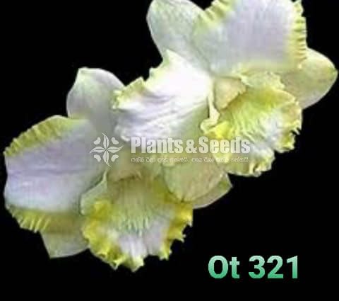 Thailand Dendrobium Orchids