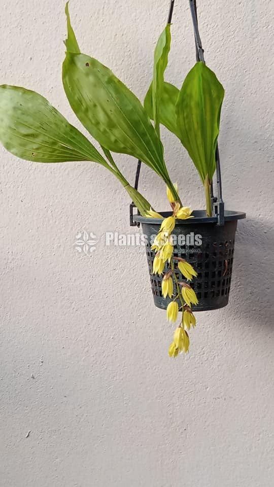 Coelogyne 