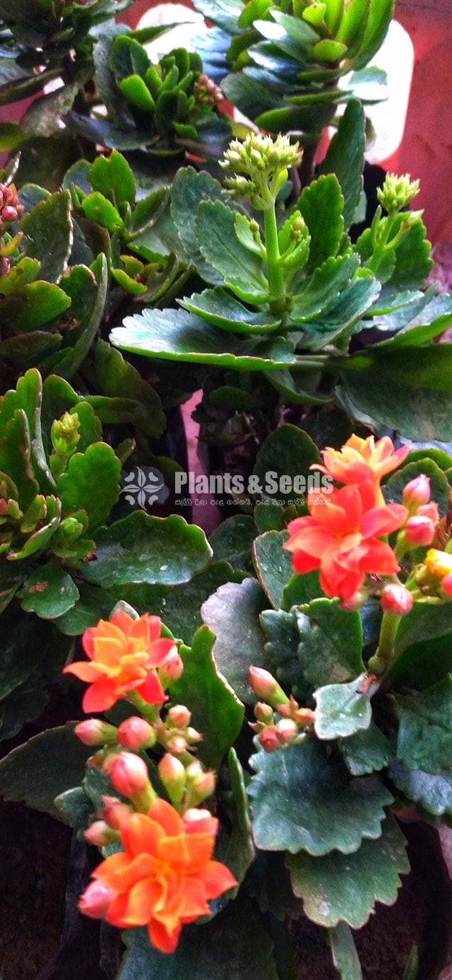 Kalanchoe(Kalanchi)