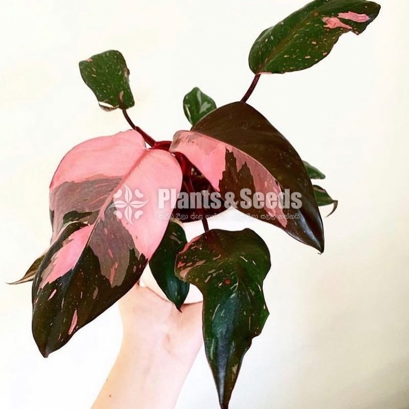 Philodendron (Pink Princess)