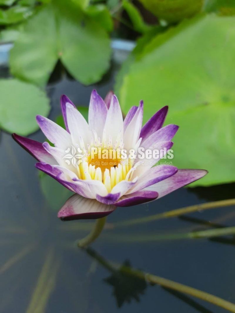 Purple Joy with Flowers