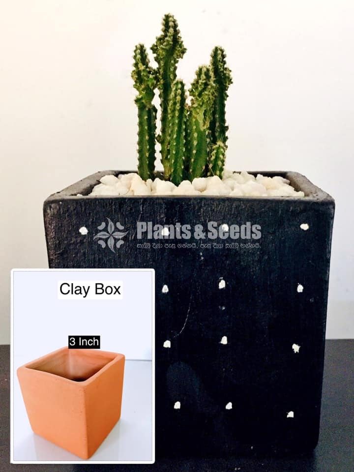 Decorative Clay Pot Collection