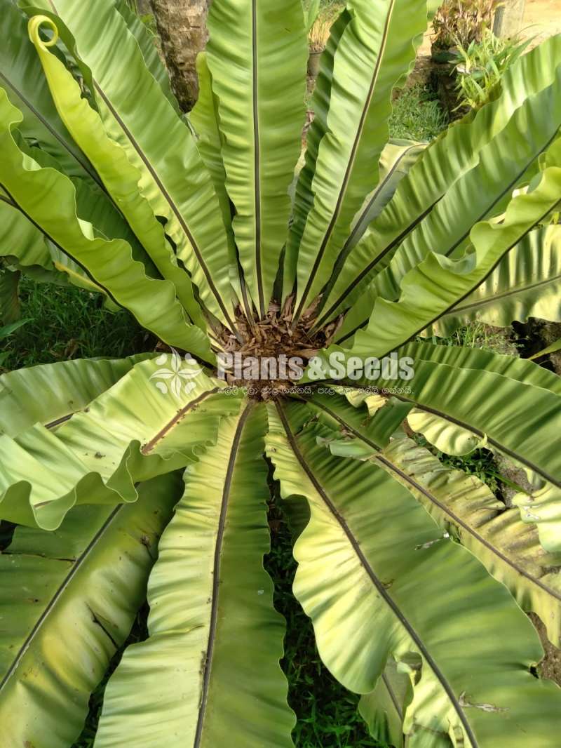 A large Bird's nest fern for sale!