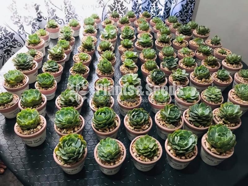 Gift Plants with Pots