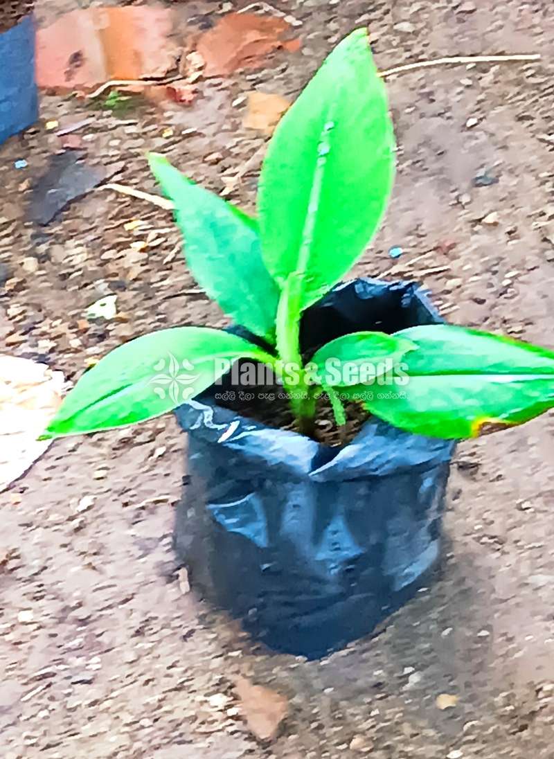 Cavendish Banana Plants