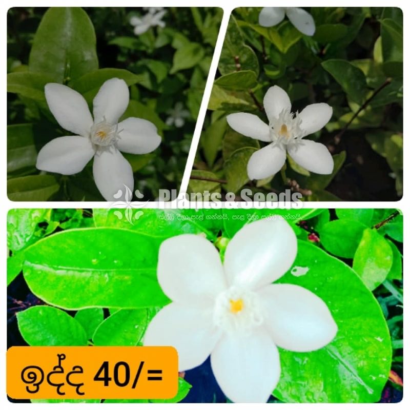 White Idda (සුදු ඉද්ද පැල )