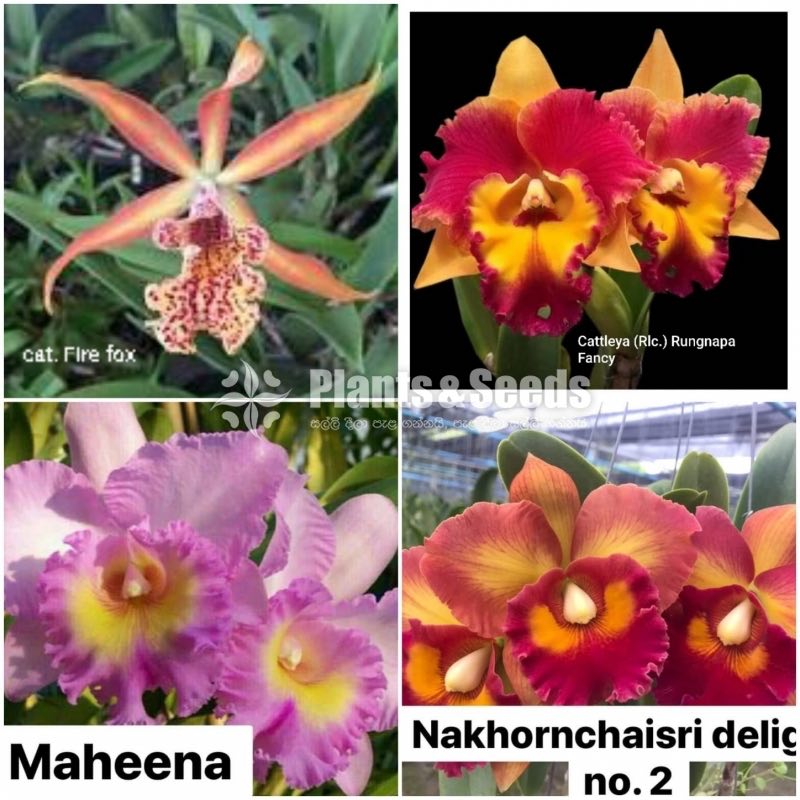 Catliya Orchids