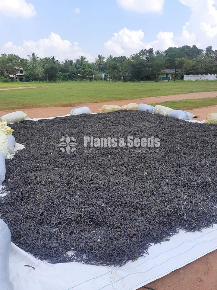 Udu Seeds(උදූ බීජ )