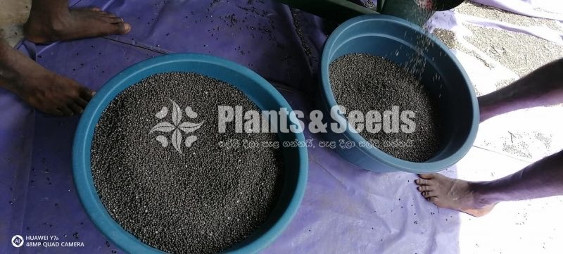 Udu Seeds(උදූ බීජ )