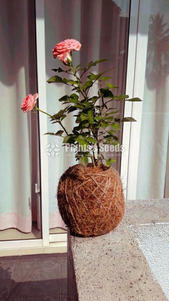 kokedama plants-Roses