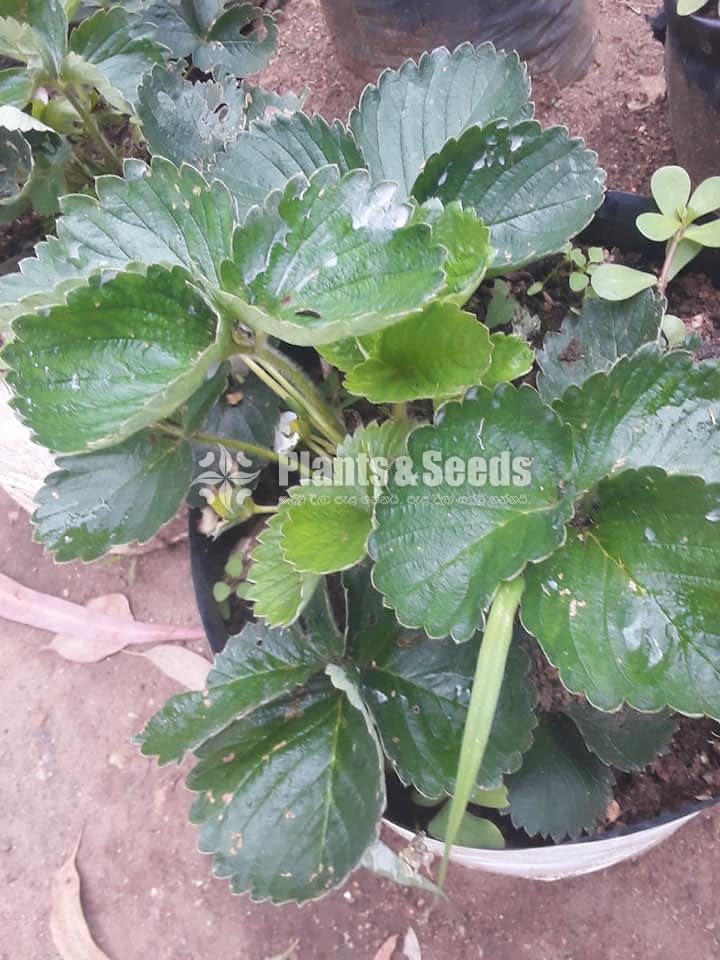 Strawberry Plants