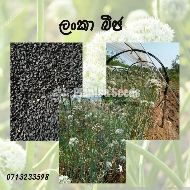 Onion Seeds(Lanka Beeja)