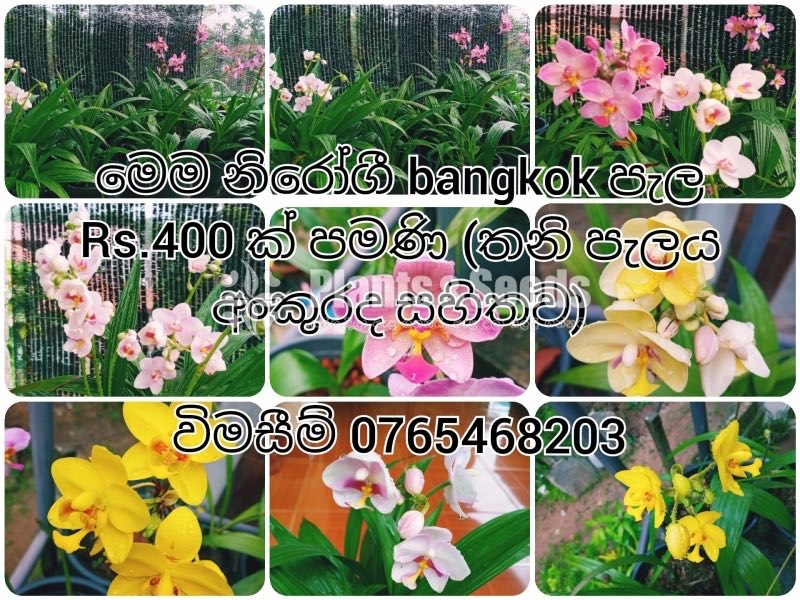 Bankok Orchids