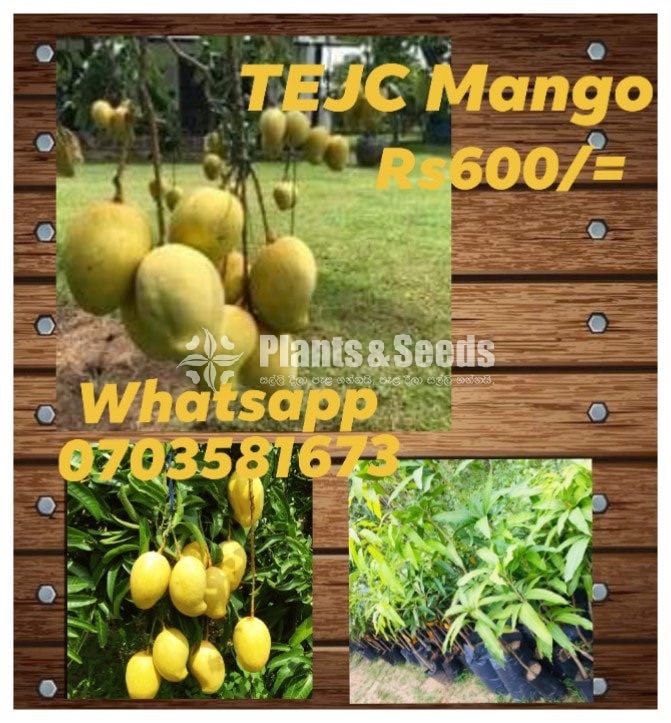 Mango Plants