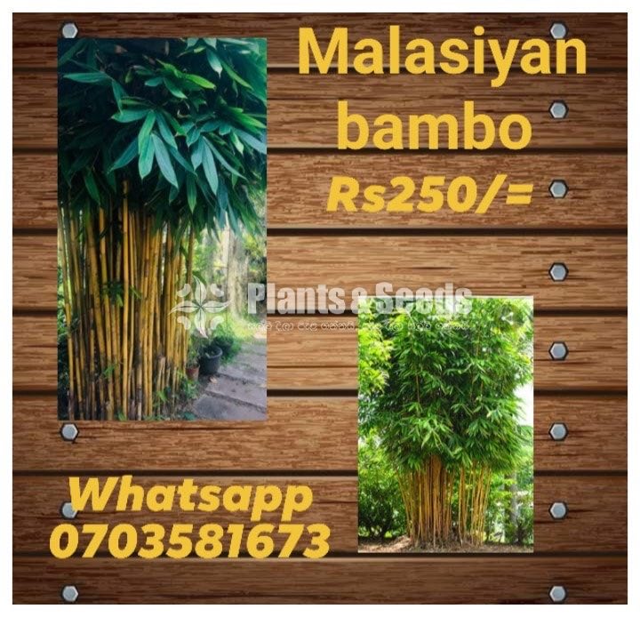 Malaysian Bamboo