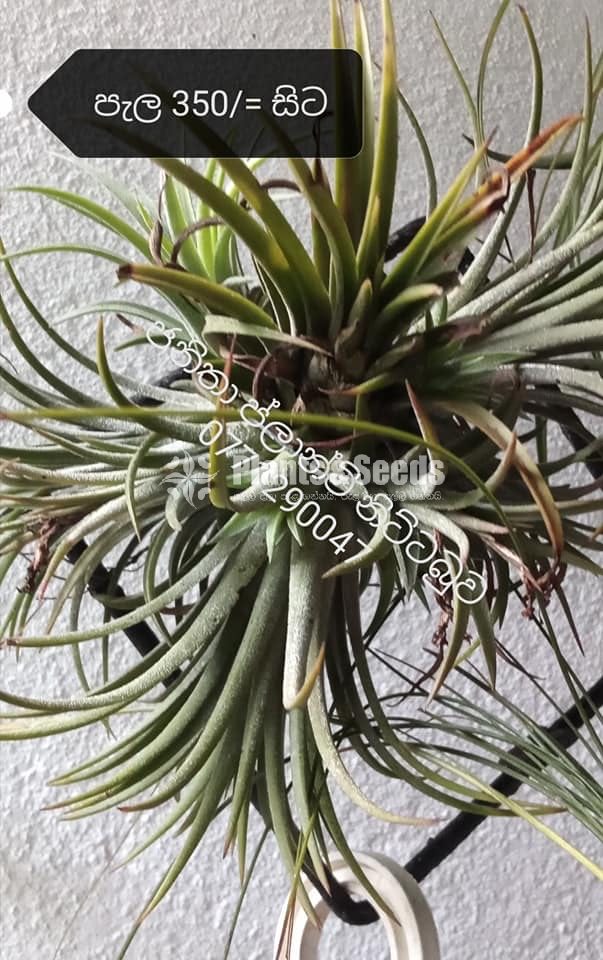 Air Plants