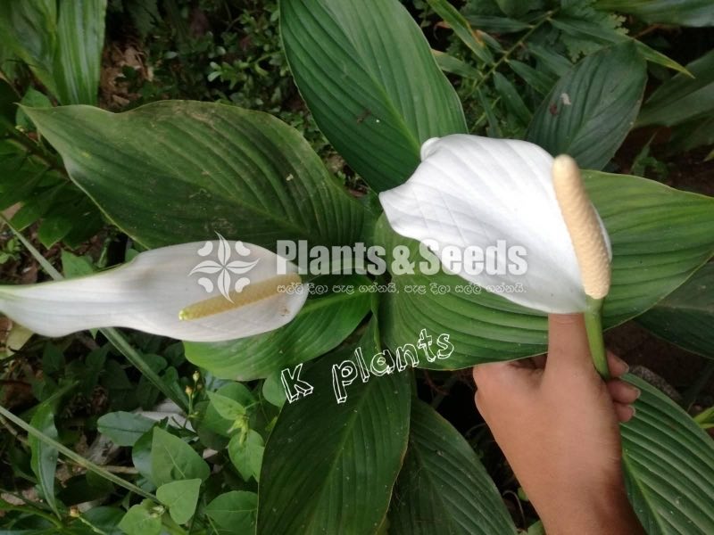 Peace Lilly (Wild Anthurium)