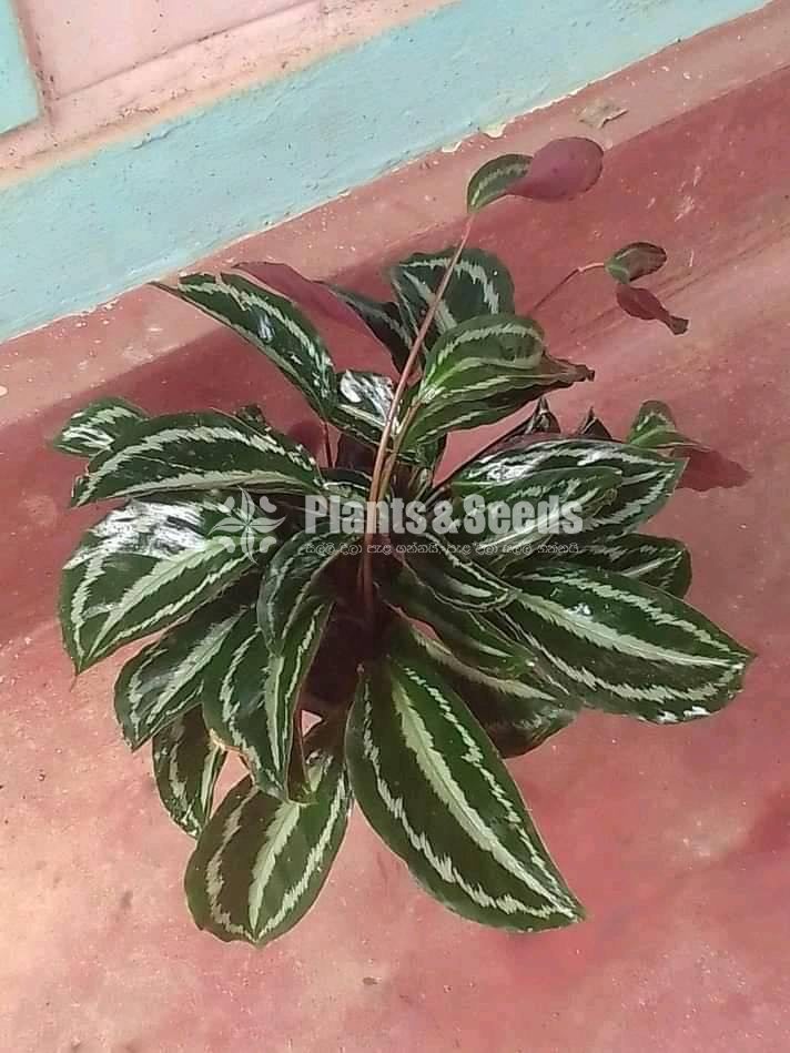 Calathea Plants