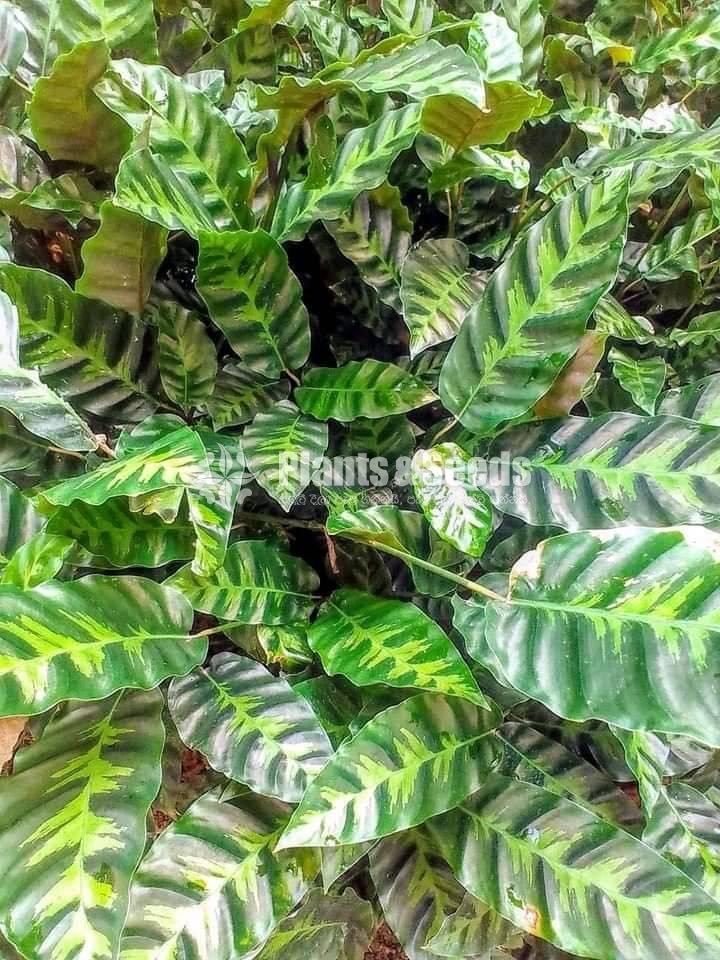 Calathea Plants